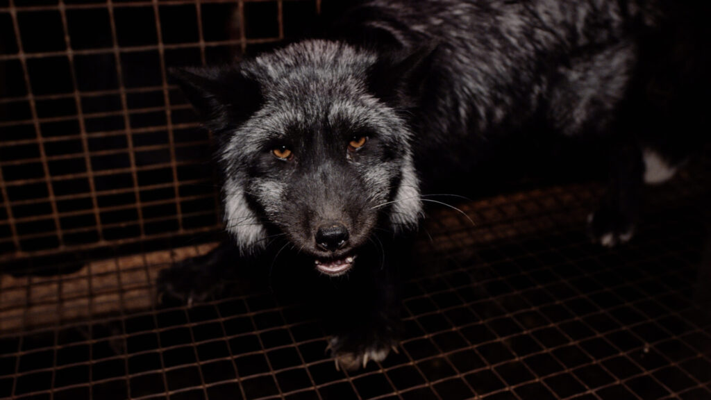 Caged fox stares into the camera, Poland, Europe © SLAY