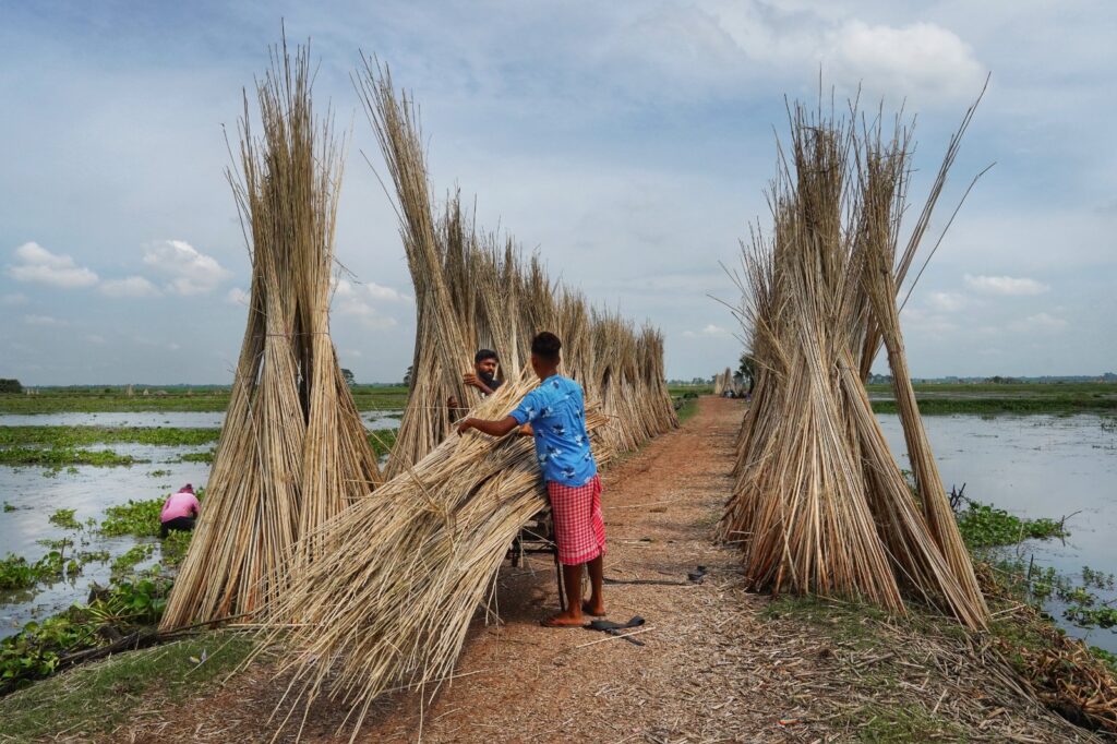 A picture of farmers working in a jute field.